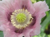 Close up of flower
