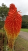 Flower closeup in May in Eden County, South Africa