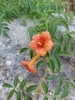 Flowers in September in Manavgat, Turkey