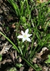 Ornithogalum flower