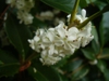 Osmanthus x fortunei in the fall in Moore County