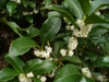Osmanthus x fortunei in the fall in Moore County