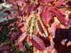 Oxydendrum arboreum leaves in the fall in Moore County