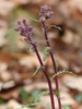 Flower bud - March 23 - Haywood Co., NC