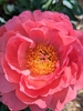 Double peachy-pink flower with masses of anthers.