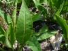 Close up of leaf in summer in Moore county