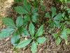 wild form - new growth