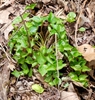 Seedlings - April 26 - Haywood Co., - NC