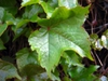 Parthenocissus tricuspidata