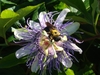 Close-up of single bluish-purple flower with spiky corona.