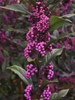 Pearl Glam™ beautyberry
