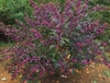 Pearl Glam™ beautyberry