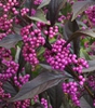 Pearl Glam™ beautyberry