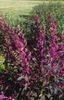 Pearl Glam™ beautyberry