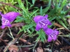 Penstemon