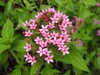 Pentas lanceolata 'Lonwood Pink' flowers