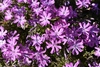 Form