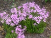Form in the spring in Moore County