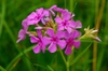 Phlox pilosa