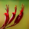 Phormium tenax