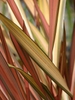Phormium tenax