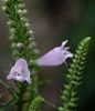 Physostegia virginiana flowers