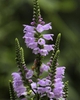 Physostegia virginiana