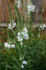 Physostegia virginiana