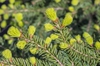 Picea abies "Nidiformis'