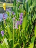 pickerel weed wilmington nc skdavidson