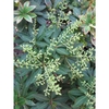 Pieris japonica