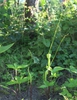 Form