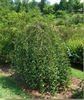 Prunus 'NCPH1' PPAF