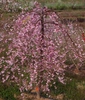 Prunus 'NCPH1' PPAF