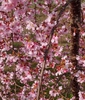 Prunus 'NCPH1' PPAF