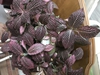 Leaves with pink veins