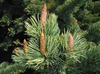 Pinus aristata