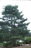 Pinus densiflora