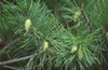 Pinus densiflora