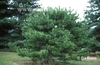 Pinus densiflora