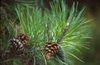 Pinus densiflora