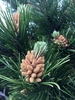 Leaves and female cones