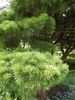 Branch