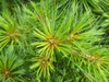 Pinus strobus 'nana' close up needles
