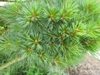 Pinus strobus 'nana' needles