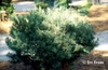 Pinus sylvestris 'Glauca Nana'