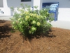 pittosporum compacta form in Wilmington, NC