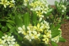 pittosporum compacta leaf and flower in Wilmington, NC