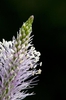 Plantago major