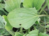Plantago major